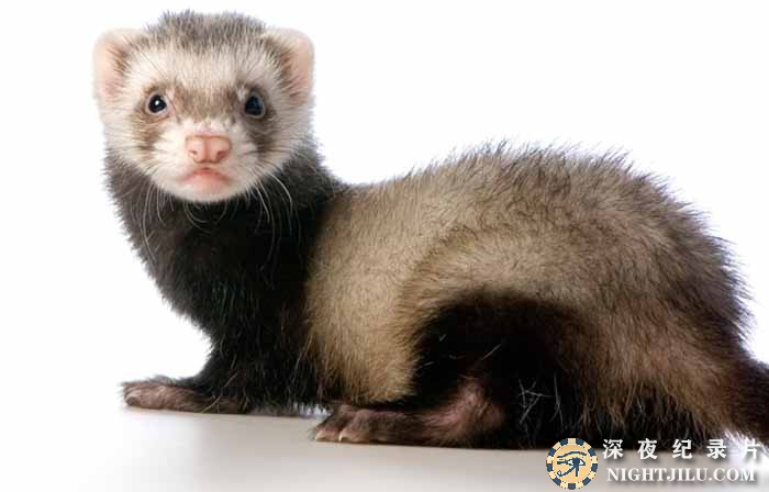 Ferrets-The-Pursuit-of-Excellence.jpg
