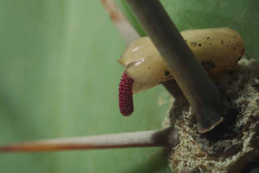Tristerix-aphyllus.jpg