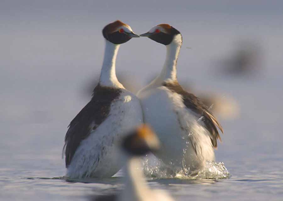 Black-necked-Grebe.jpg