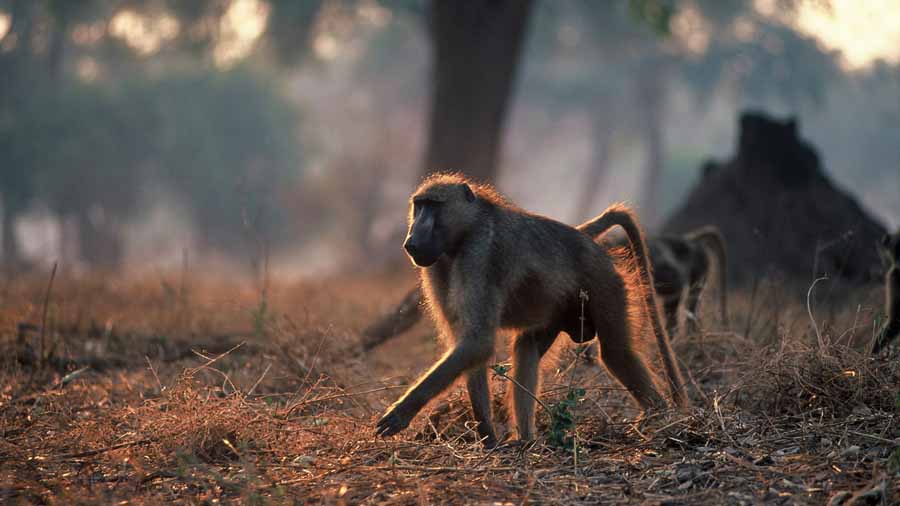 Baboons-Rules-of-the-Troop-.jpg