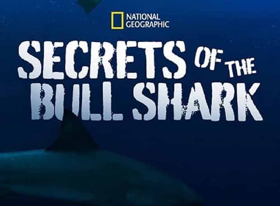 Secrets-of-the-Bull-Shark.jpg