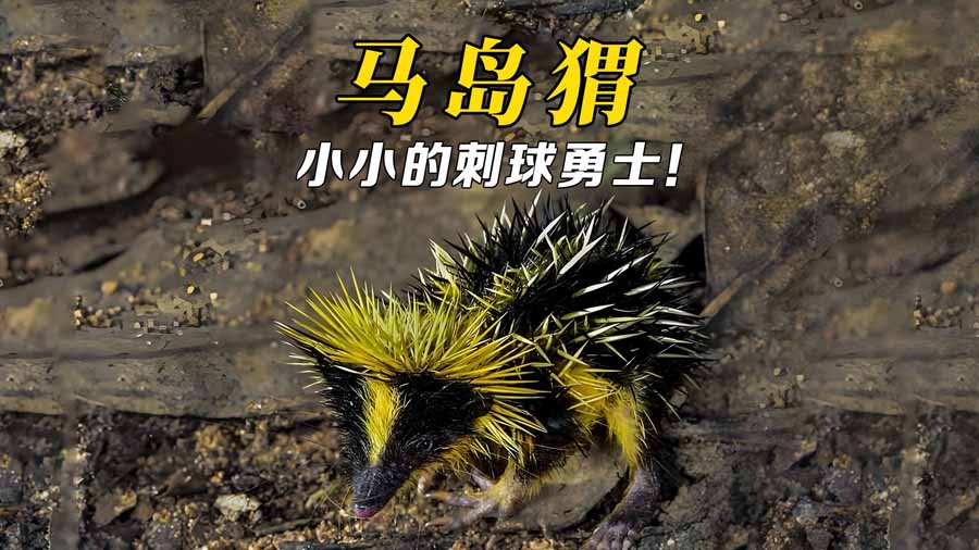 MA-DAO-WEI.jpg