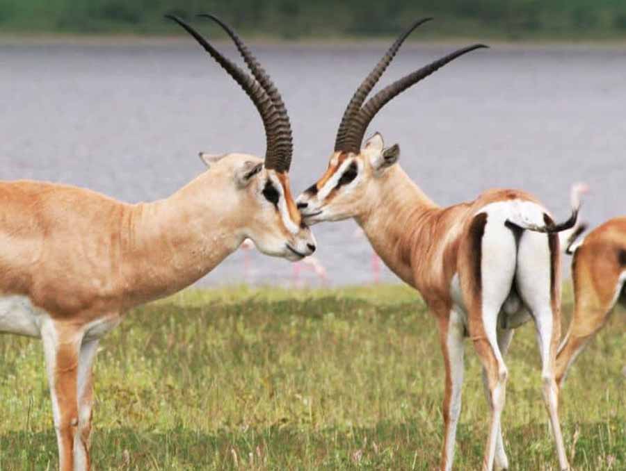 Fawn-Identity.jpg