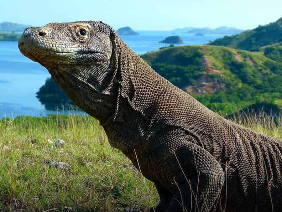 Dragon-Island.jpg