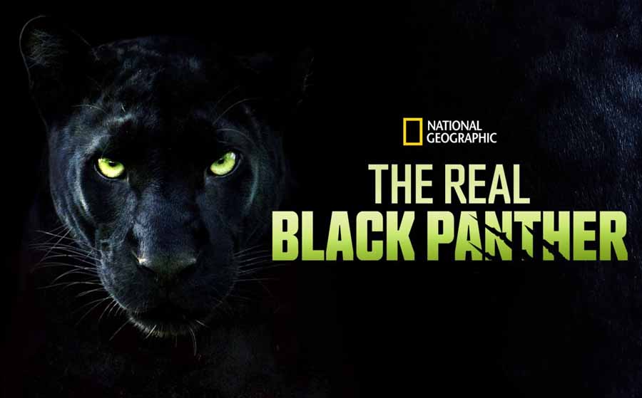 The-Real-Black-Panther.jpg