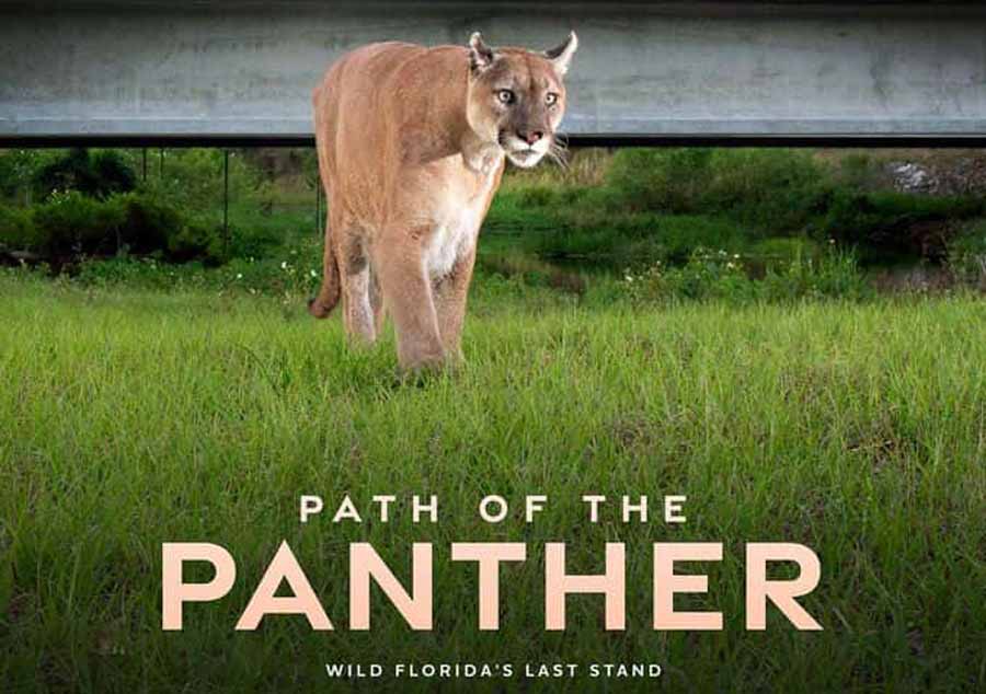 Path-Of-The-Panther.jpg