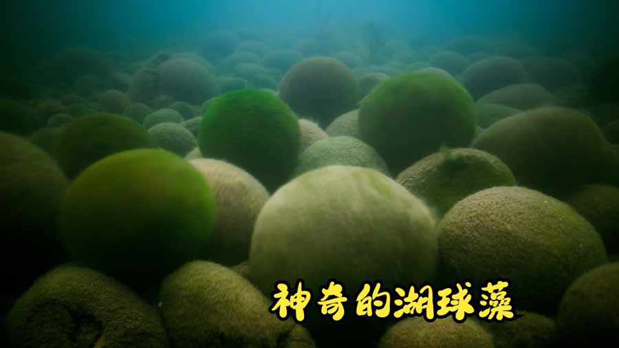 HU-QIU-ZAO.jpg