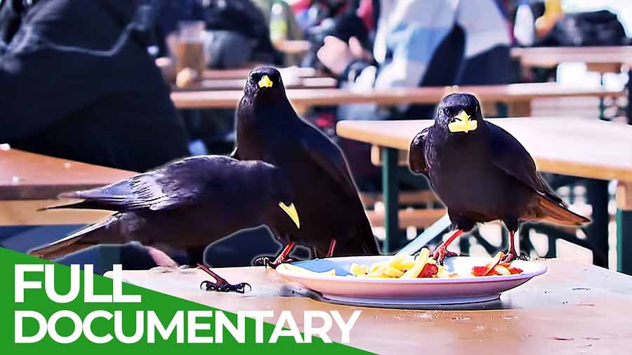Ravens-Rascals-of-the-Skies.jpg