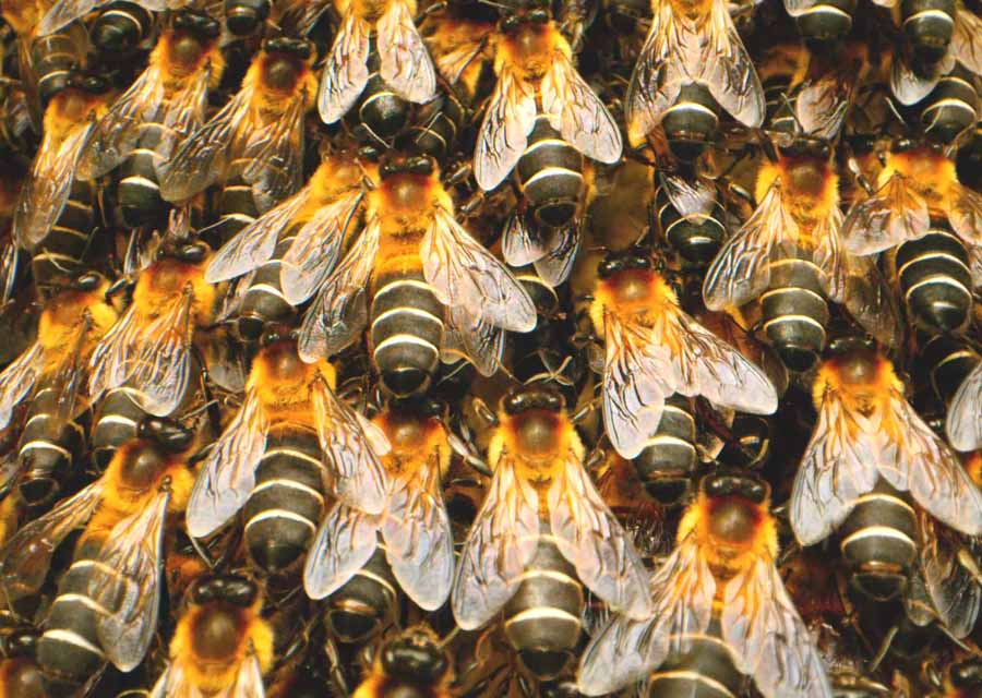 BEE-QUN-O.jpg