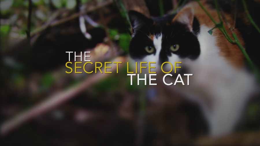 The-Secret-Life-of-the-Cat-.jpg