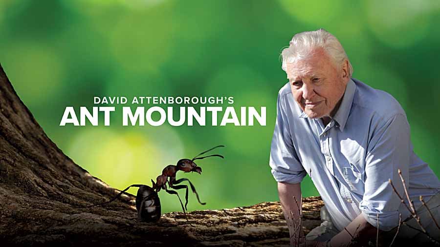 David-Attenboroughs-Ant-Mountain.jpg