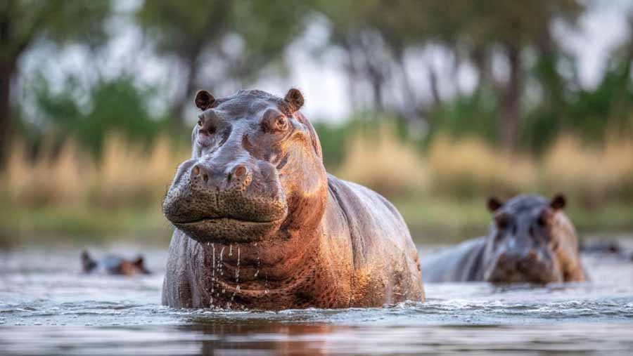 Hippos-Africas-River-Giants-.jpg