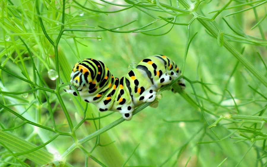 Creepy-Crawlies.jpg
