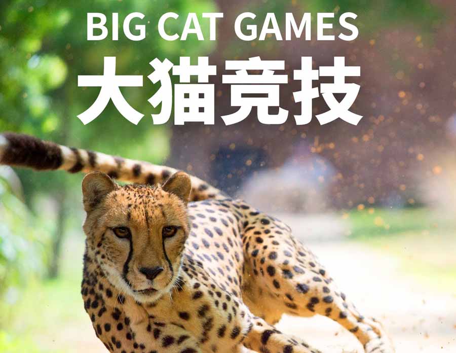 Big-Cat-Games.jpg