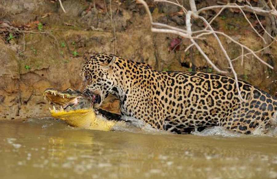 Revealing-the-Leopard.jpg