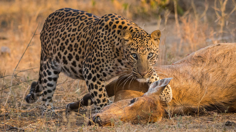Predator-v-Prey-2.jpg