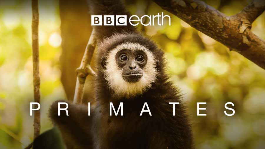 Primates.jpg