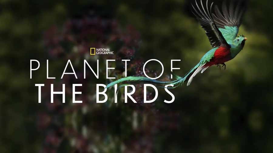 Planet-of-The-Birds.jpg