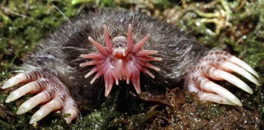 star-nosed-mole.jpg