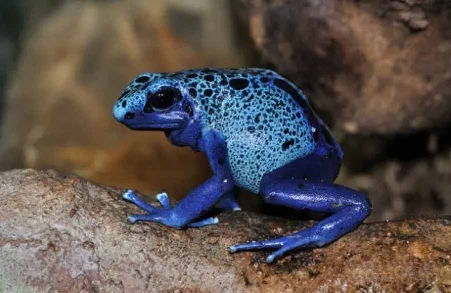 Poison-dart-frog.jpg