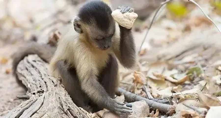 capuchin-monkey.jpg