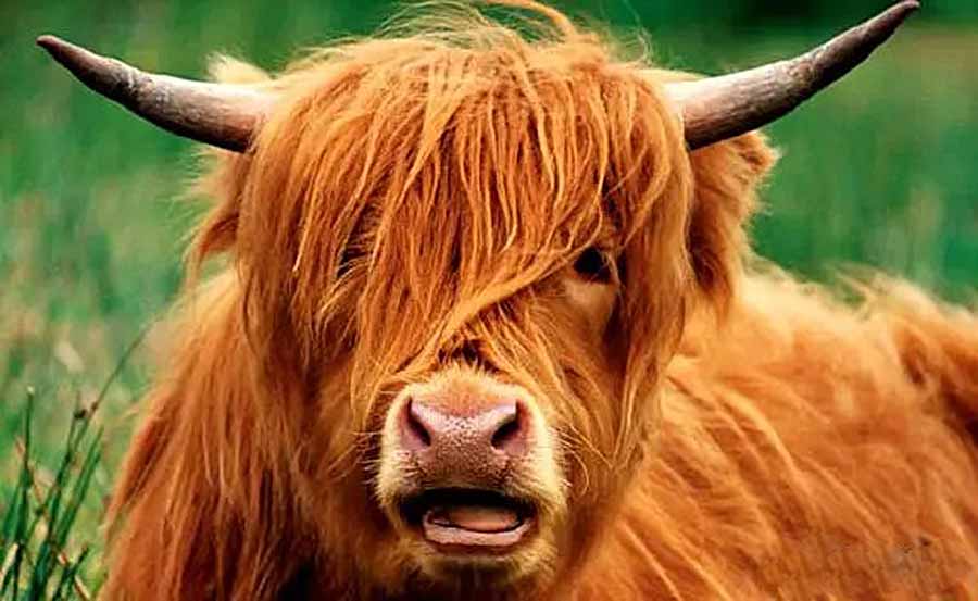 highland-cattle.jpg