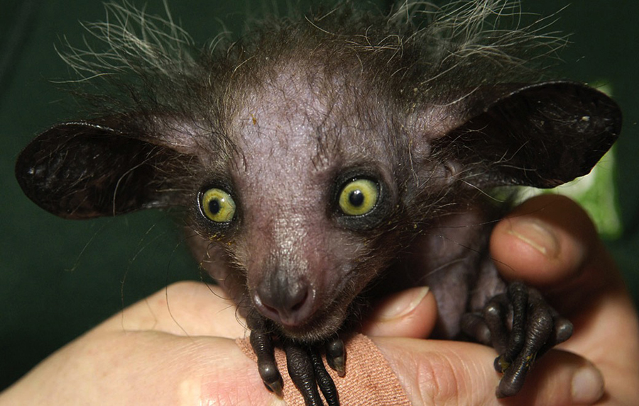 Aye-aye.jpg