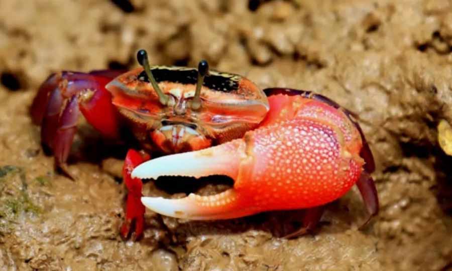 Fiddler-Crab.jpg