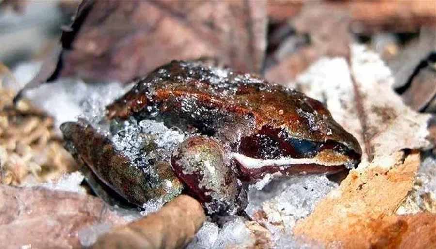 wood-frog.jpg