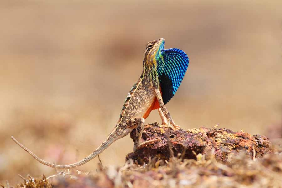 Fan-throated-Lizard.jpg
