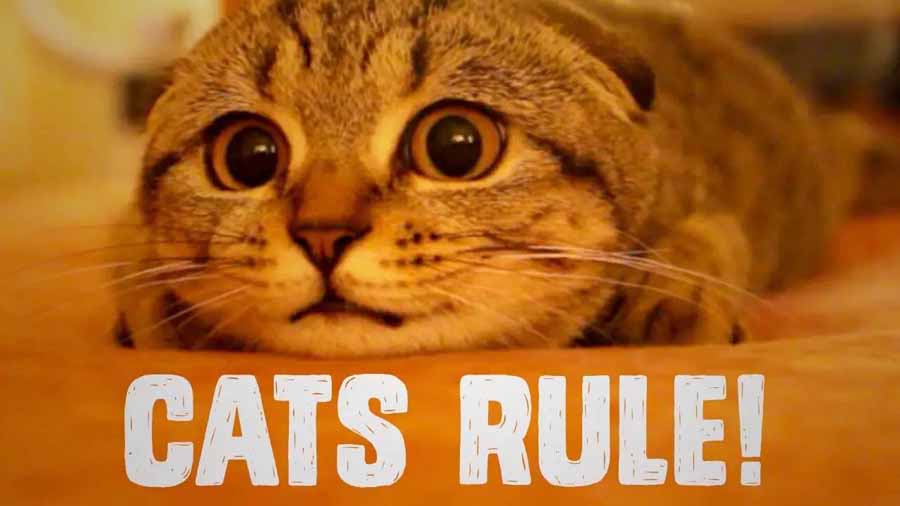 THE-CATS-THAT-RULE-THE-WORLD.jpg