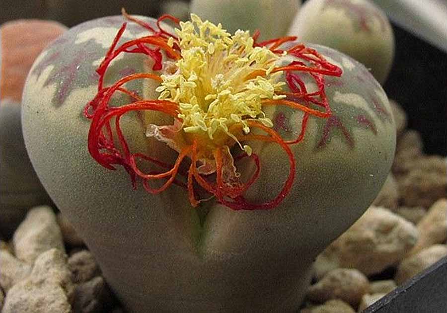 Lithops.jpg