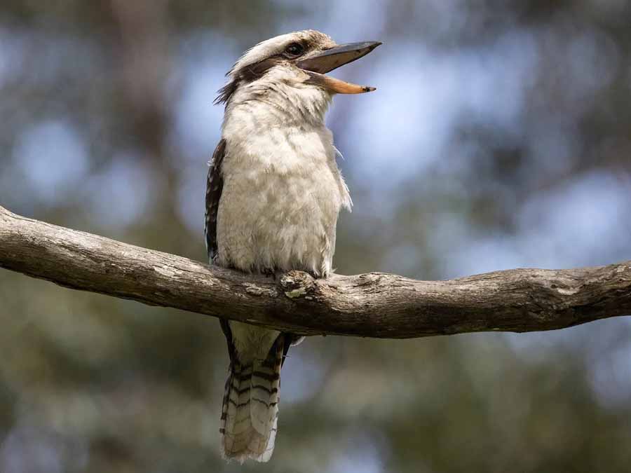 Laughing-Kookaburra.jpg