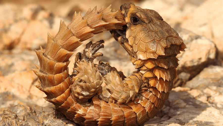 Armadillo-Lizard.jpg