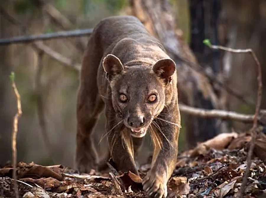 Fossa.jpg