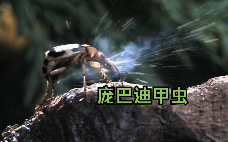 bombardier-beetle.jpg