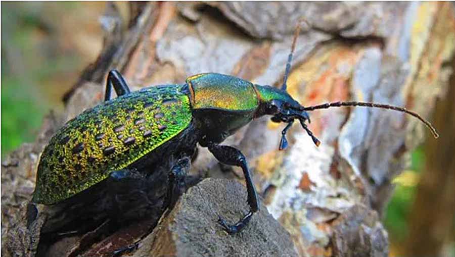 Ground-Beetles.jpg