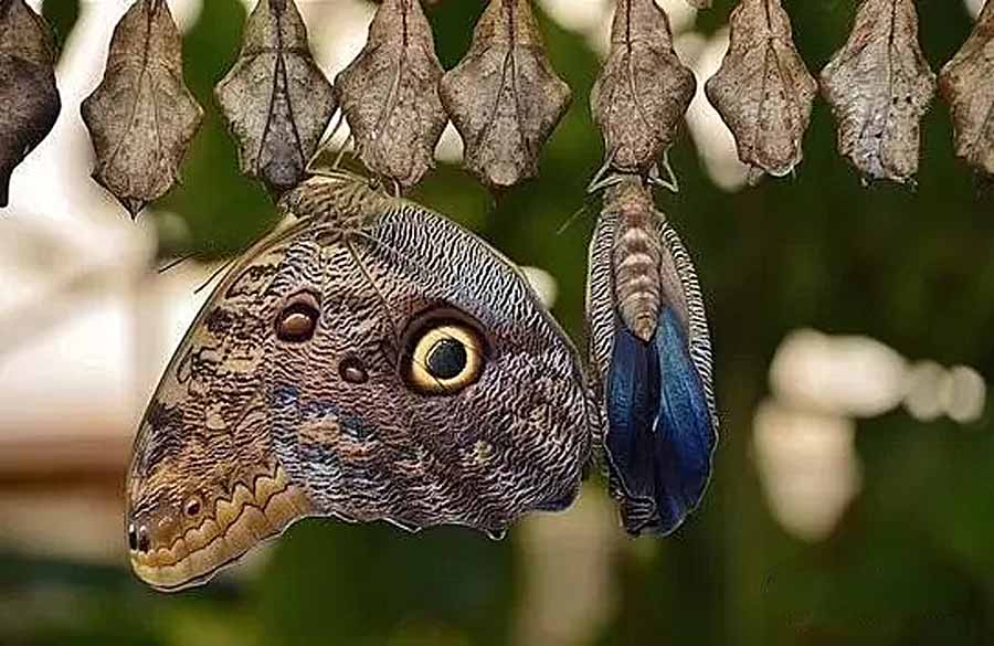 Caligo-memnon.jpg