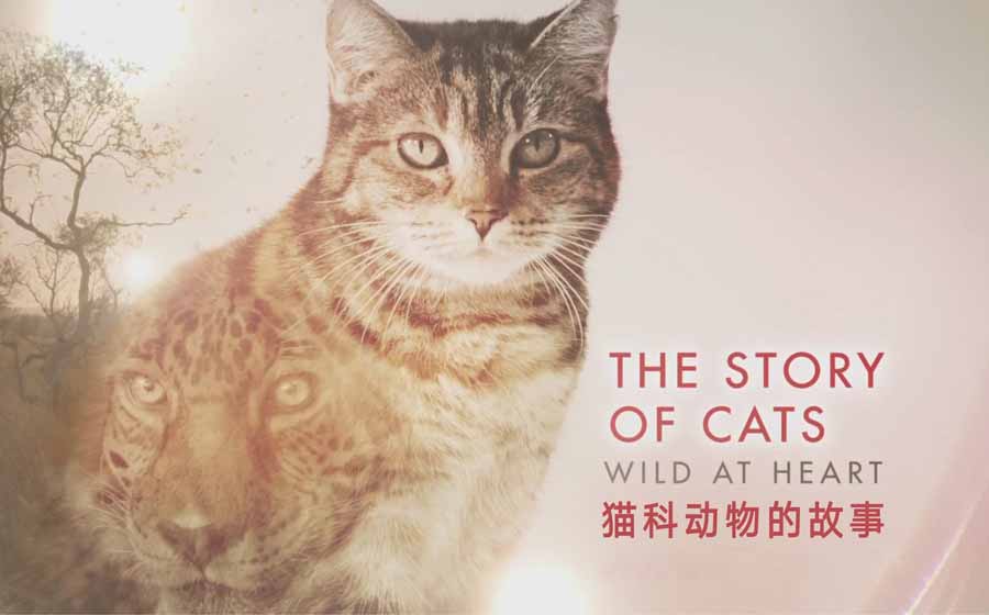 the-story-of-cats.jpg