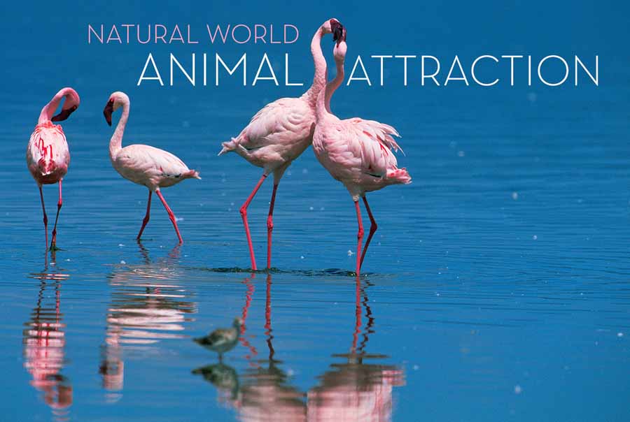Animal-Attraction.jpg
