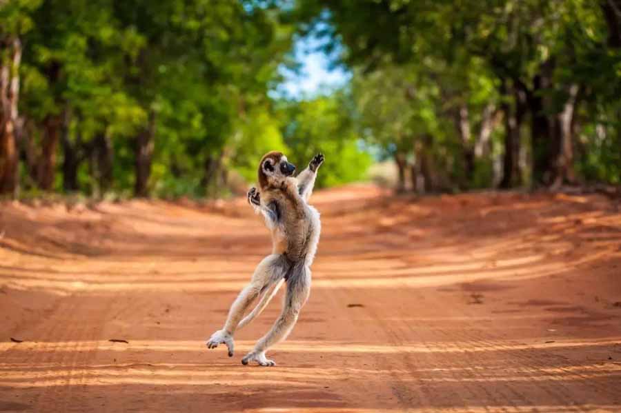 Verreauxs-Sifaka-Lemur.jpg