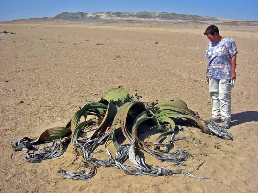Welwitschia.jpg