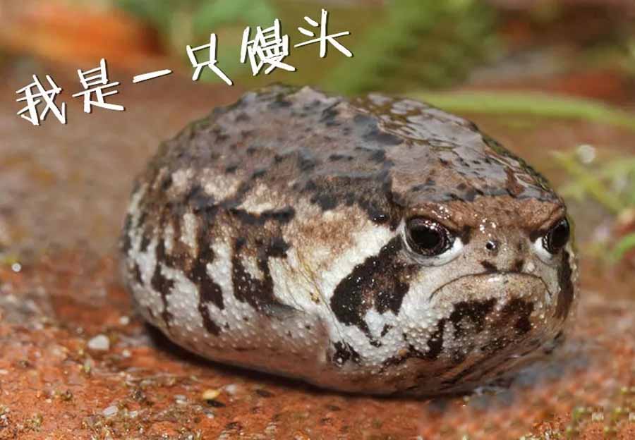 MAN-TOU-WA.jpg