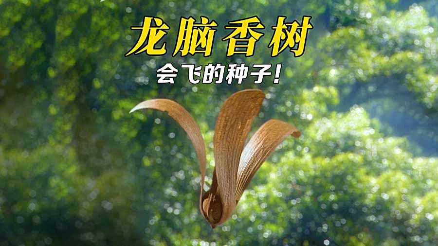 ZHONG-ZI.jpg