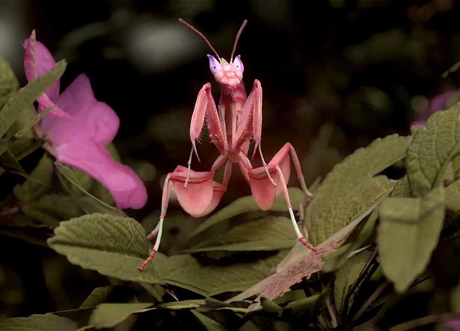 Orchid-Mantis.jpg