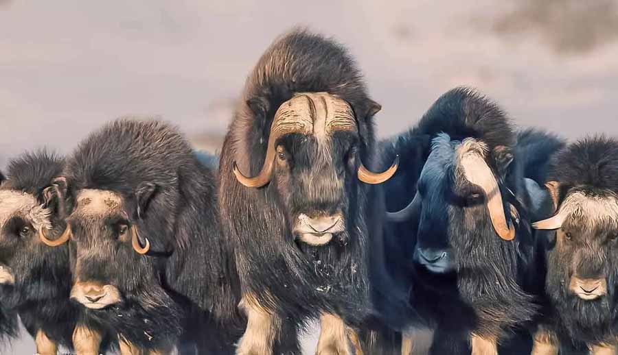 musk-oxen.jpg