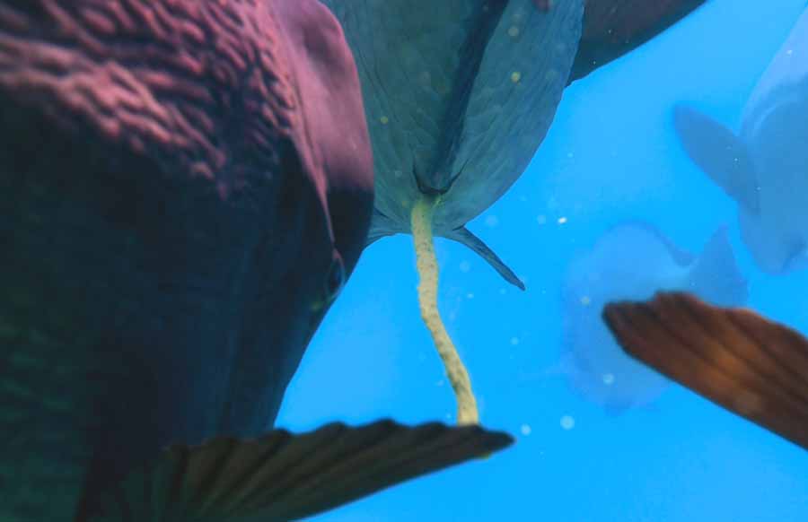 Humphead-Parrotfish.jpg