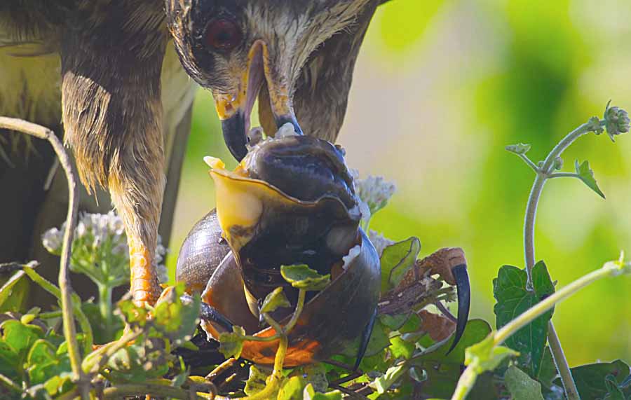 Snail-Kite.jpg