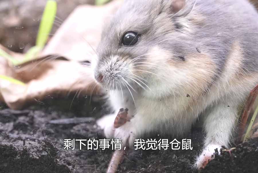 CANG-SHU-HUANG-YE.jpg