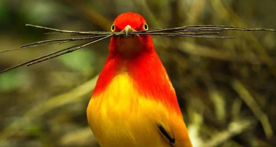 Flame-Bowerbirds.jpg